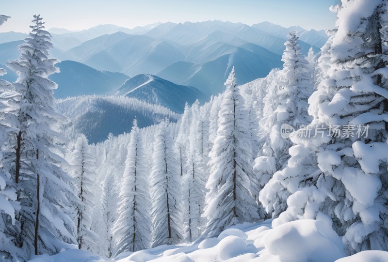 冬季森林白雪覆盖风景