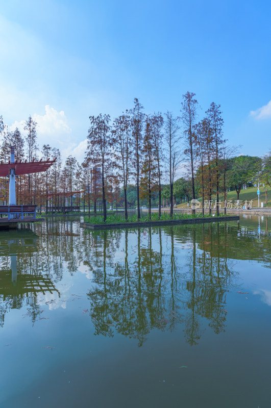 佛山千灯湖公园落羽杉红叶与城市湖泊风光