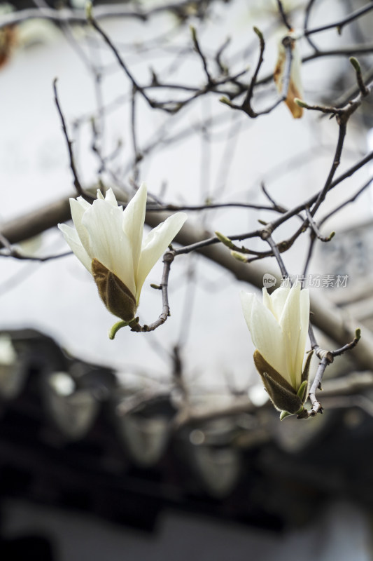 苏州园林网师园内万卷堂前盛开的白玉兰花