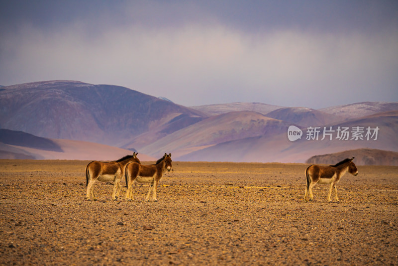 荒漠中的野生马群