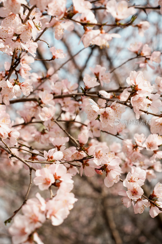 圆明园春天桃花桃树