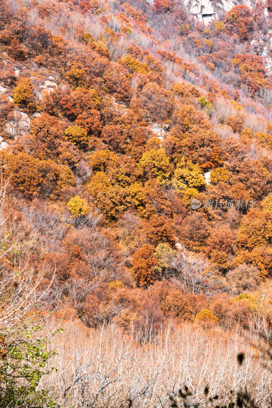 北京喇叭沟门山区秋色