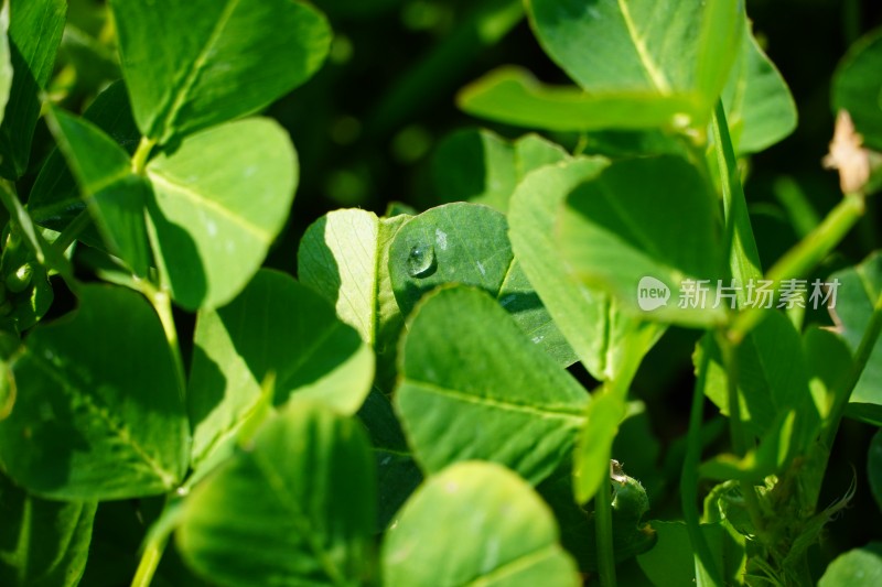 植物露水