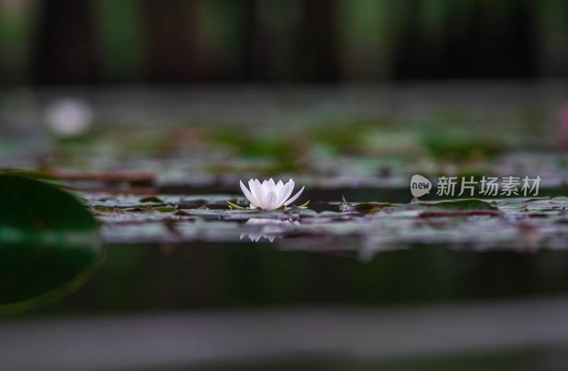 池塘中的荷花莲花