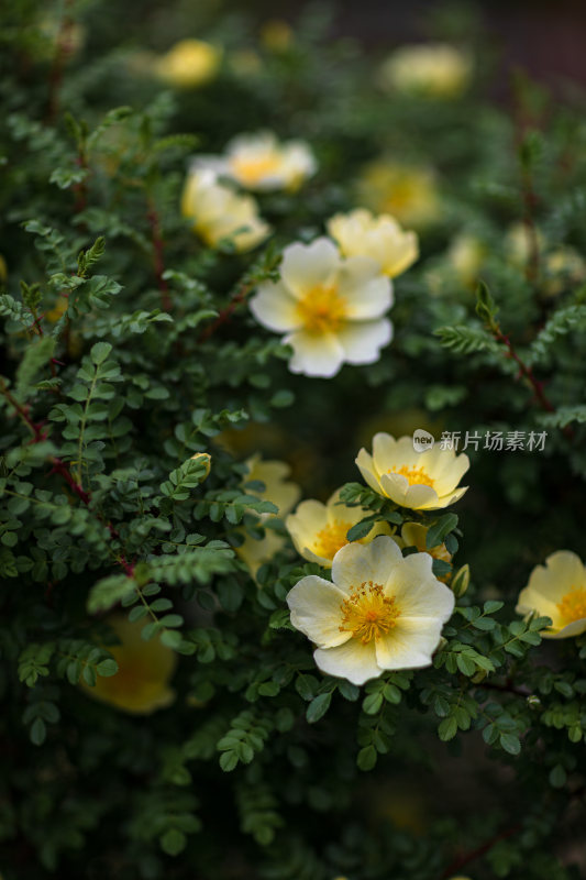 黄刺玫开花特写