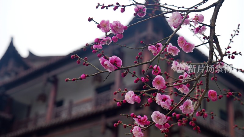 冬梅腊梅梅花花朵盛开