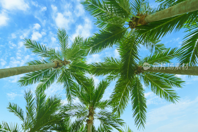 蓝天白云下的棕榈树