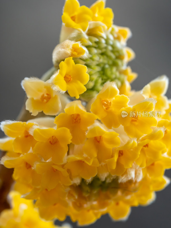 微距下的植物结香花