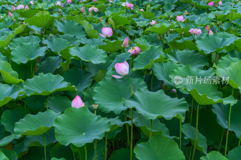 夏季荷塘荷花莲蓬荷叶特写