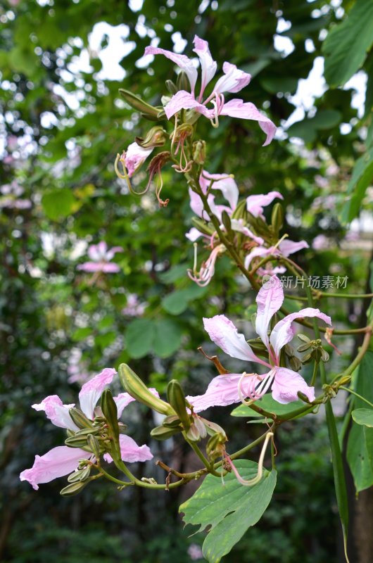 广东东莞：紫荆花开