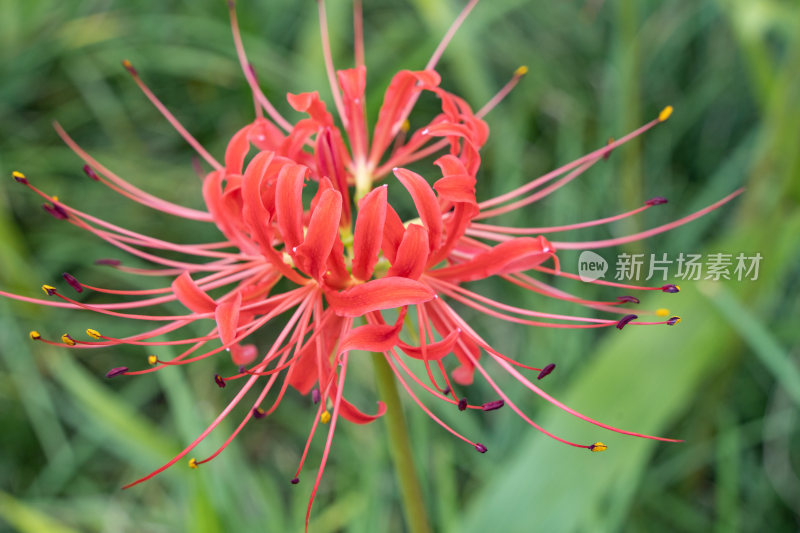 一朵石蒜花的特写