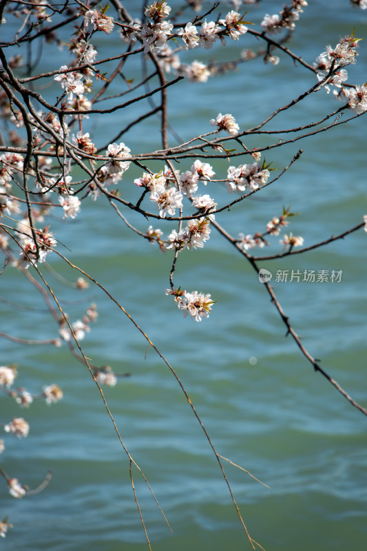 春天蓝色湖面上盛开的白色桃花