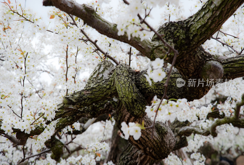 梨花古树春天盛开