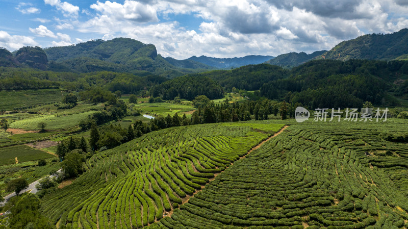 武夷山茶园