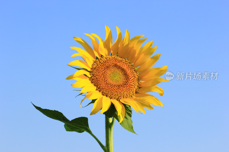 蓝天背景中的向日葵花素材背景
