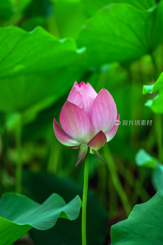 夏季荷塘荷花莲蓬荷叶特写