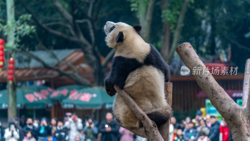 爬树的大熊猫