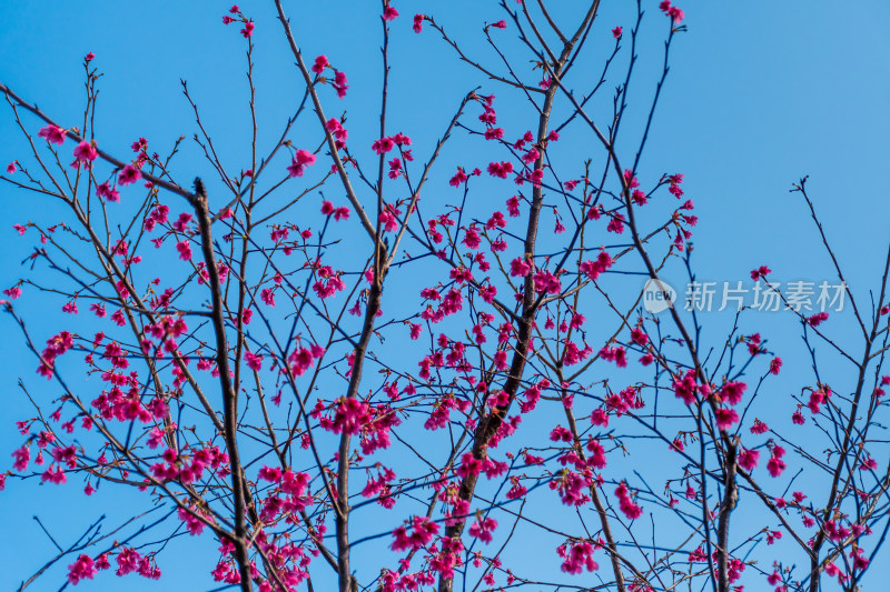 蓝天下盛开的美丽樱花树枝特写