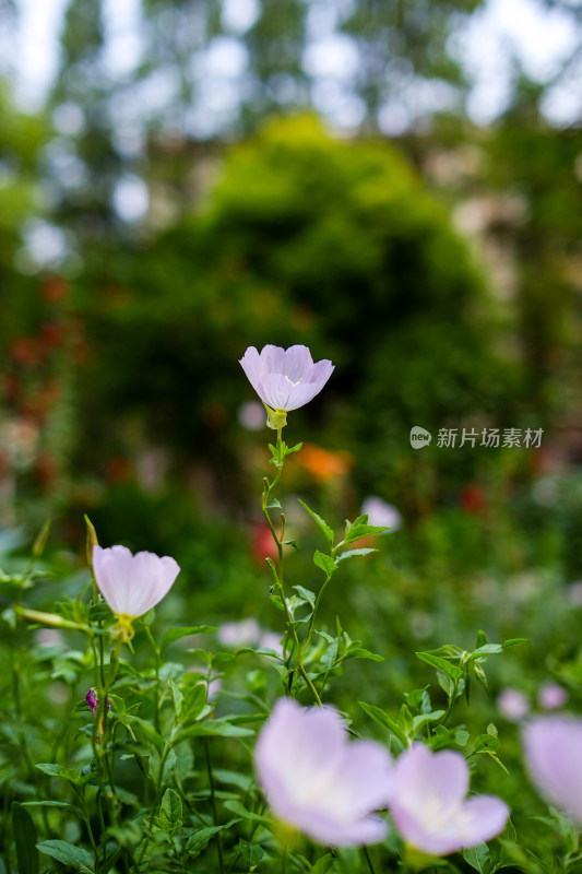 美丽月见草