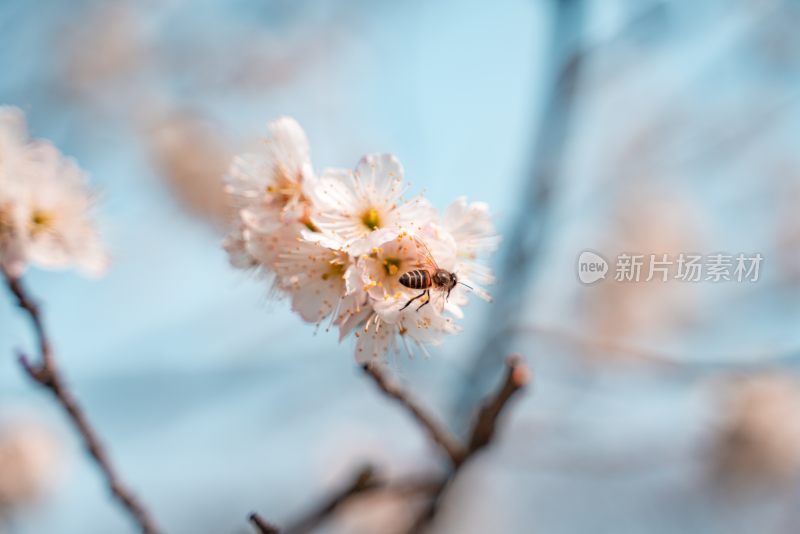 春季盛开的樱花