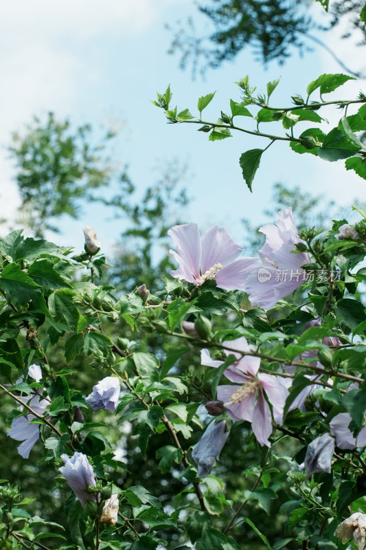 北京圆明园木槿花