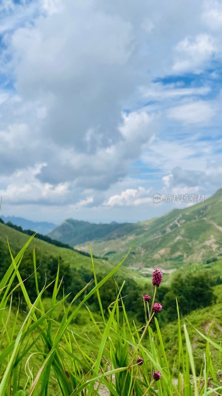 山野间紫色小花与青山蓝天白云