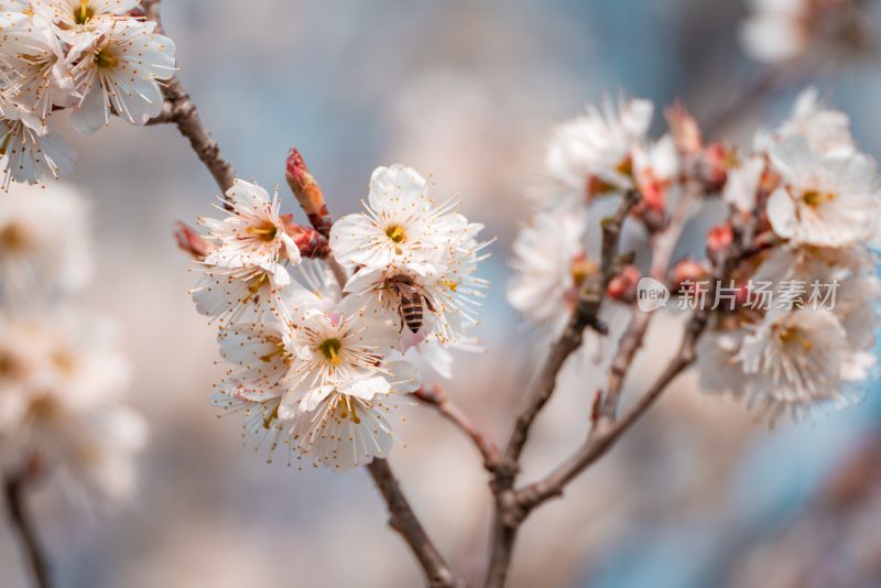 春季盛开的樱花