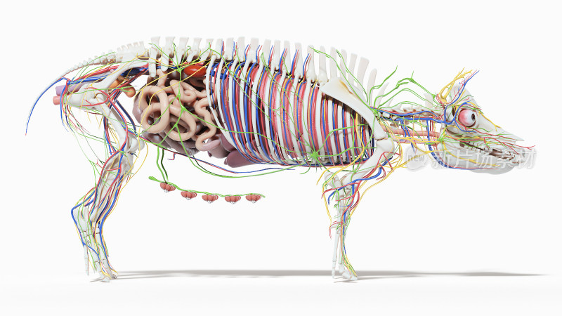 猪医学解剖家畜解剖生物科学