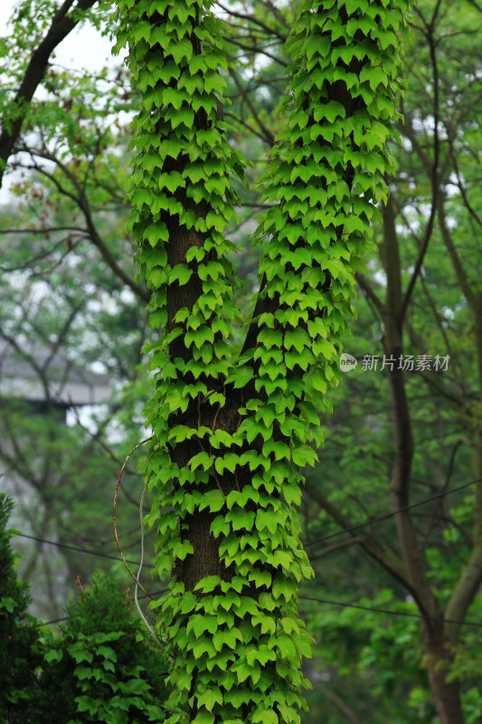 春天的绿色植物叶片背景