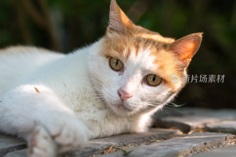 躺在墙上休息小猫旅行假日