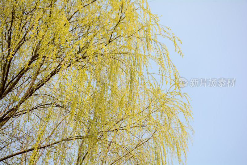 春天鹅黄色的柳树树叶