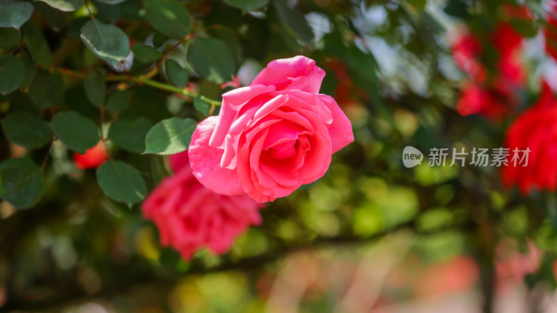 杭州花圃莳花广场迎亚运月季花展