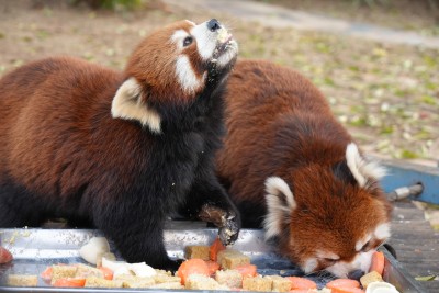 小熊猫进食场景