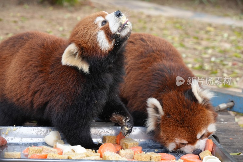 小熊猫进食场景