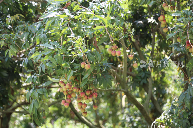 挂满荔枝的荔枝树