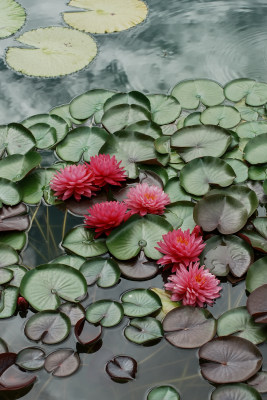 北京国家植物园睡莲