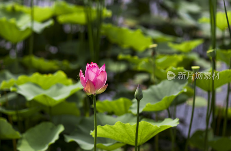 夏季公园荷塘荷叶丛中荷花特写