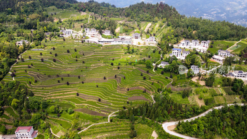 大自然茶园茶叶茶山美景景色航拍