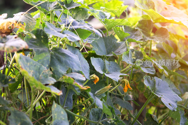 秋季茂盛的金瓜藤蔓和花朵