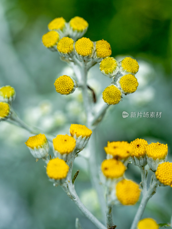 春天的银叶菊开花特写