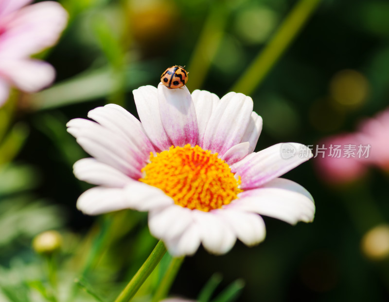 雏菊花瓣上的瓢虫