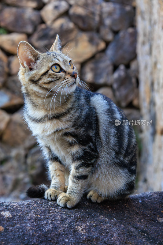 石头上坐着的狸花猫左顾右盼