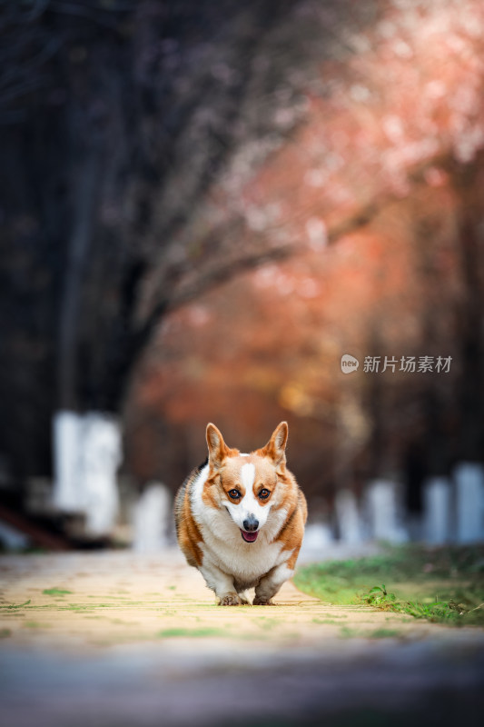 森林里的柯基