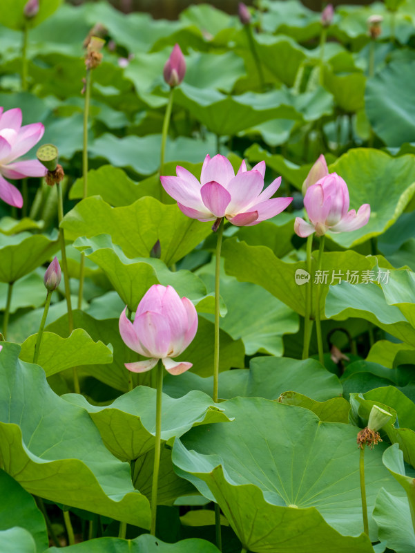 夏天荷花特写