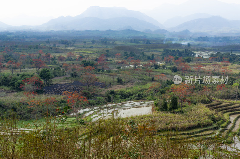 昌江木棉花稻田风景