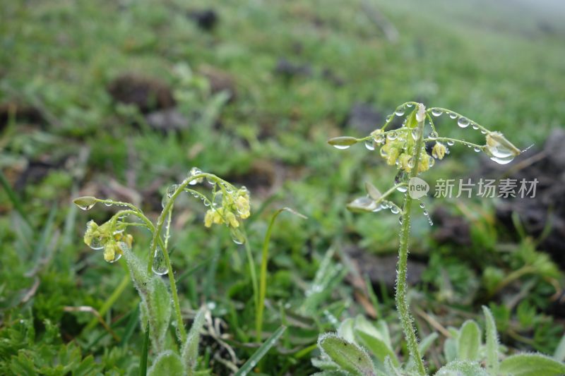 雨后报春花