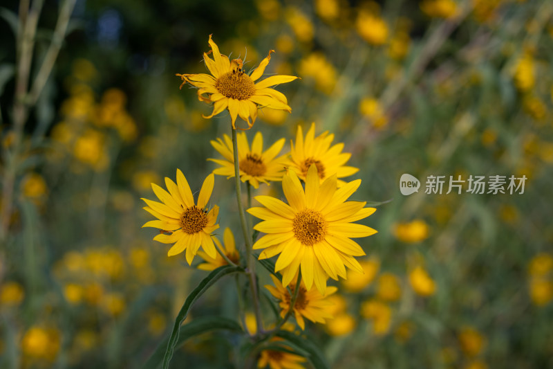 黄色小花朵太阳花