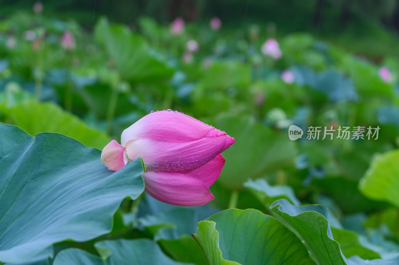 夏季荷塘荷花莲蓬荷叶特写