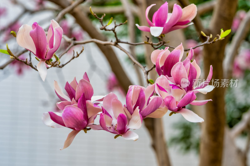 春天里盛开的紫玉兰花