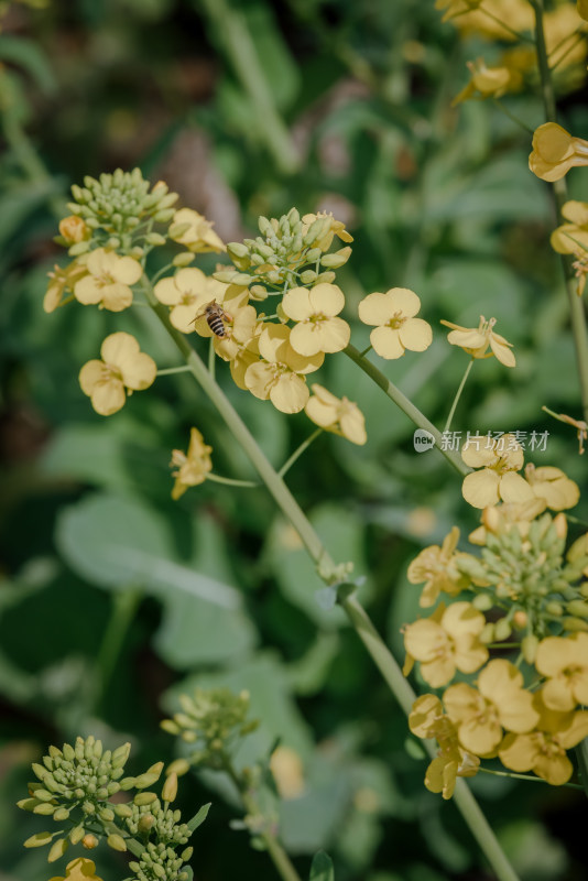 蜜蜂采蜜黄色油菜花